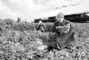 Eastern European farm workers contribute to British society